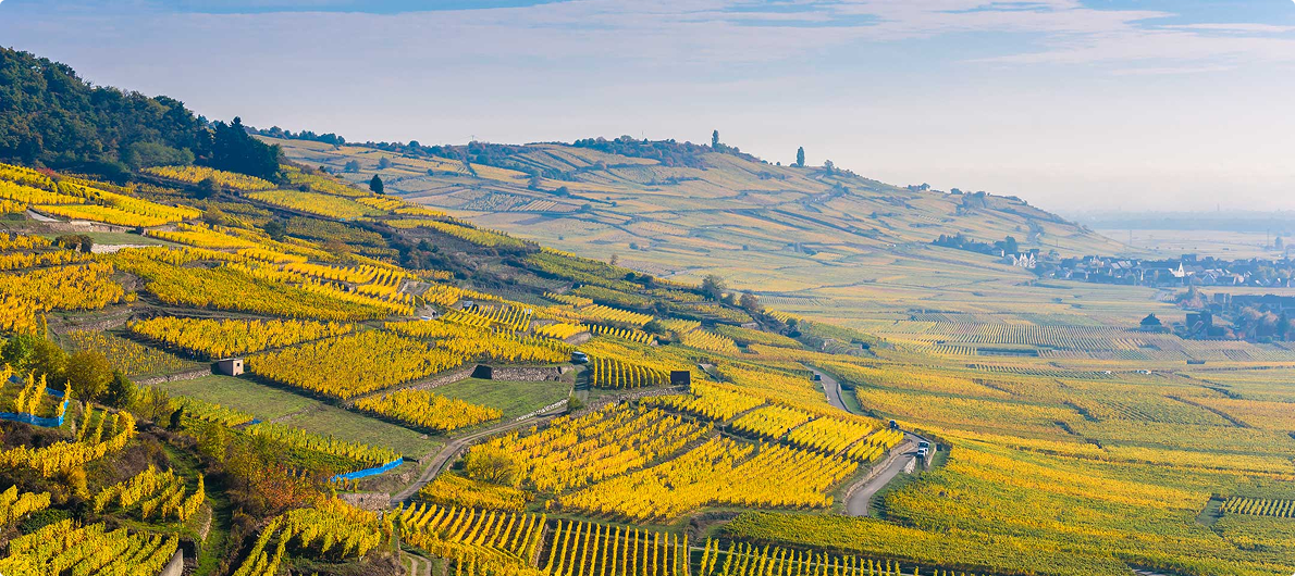 vignoble alsacien sur la route des vins