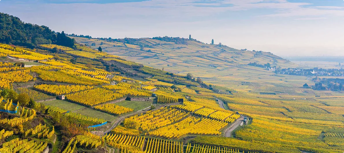 vignoble alsacien sur la route des vins