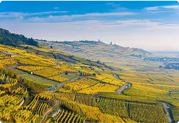 paysage-alsacien-vignes.