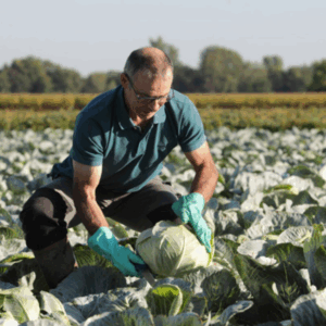 jean marie frieh dans son champs de choux