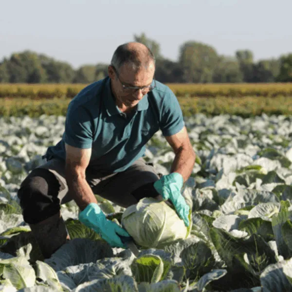 jean marie frieh dans son champs de choux
