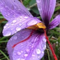 fleur de safran d'alsace