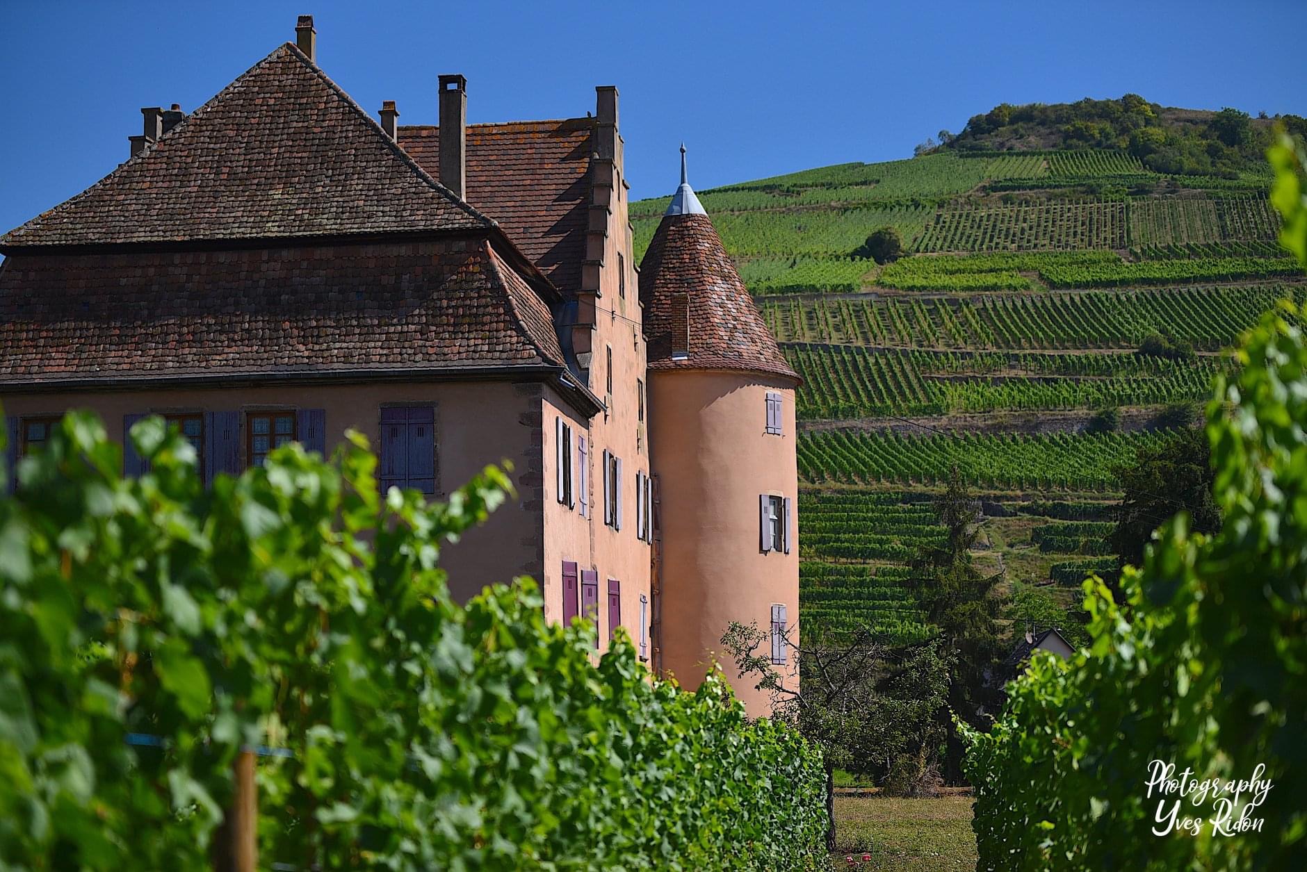 chateau wagenbourg à soulzmatt avec vignes en arrières plan