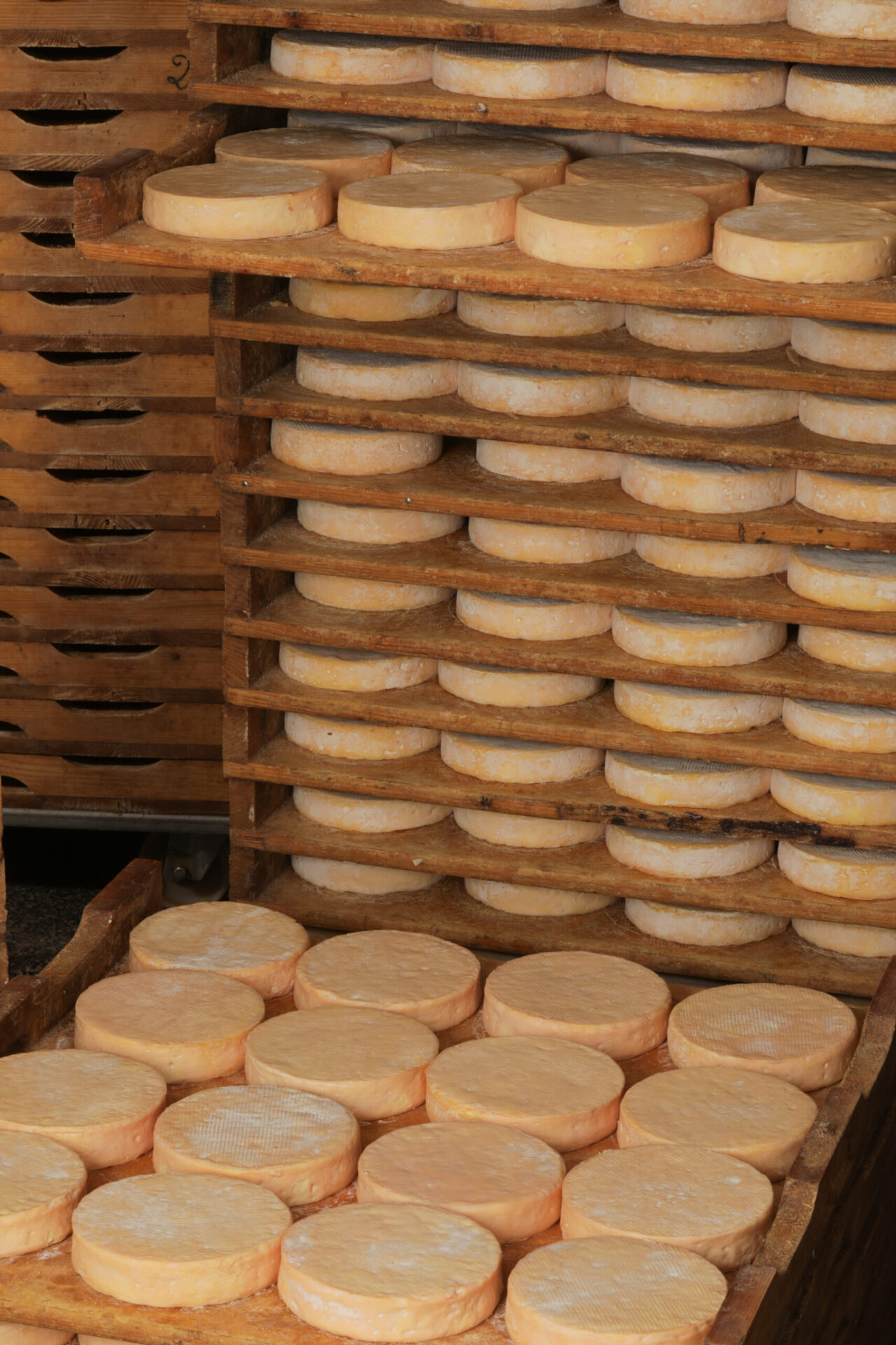 affinage des munster sur planche de sapin dans ne cave d'affinage alsacienne