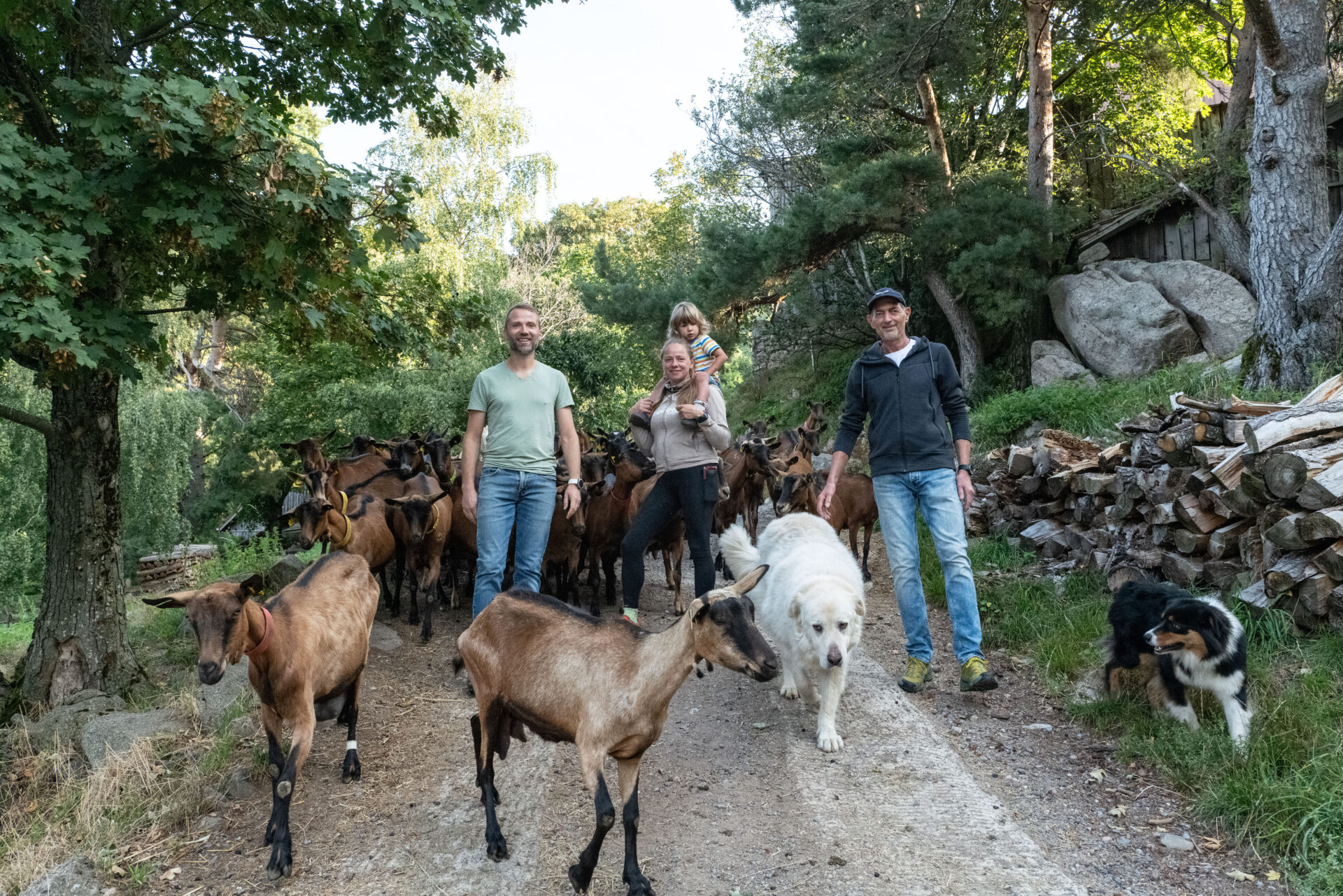 transhumance des chèvres d'alsace