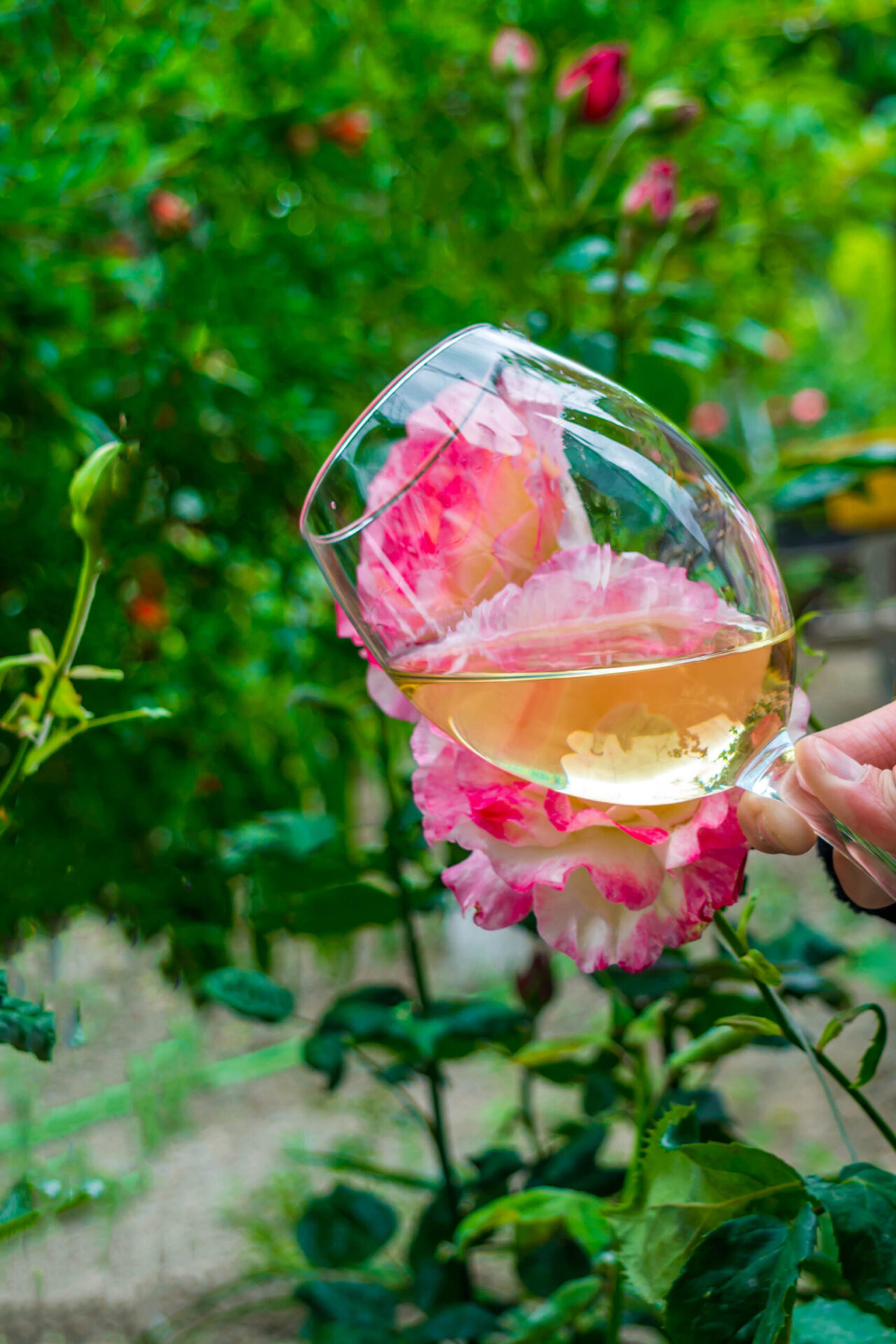erre de vin rosé dans les fleurs