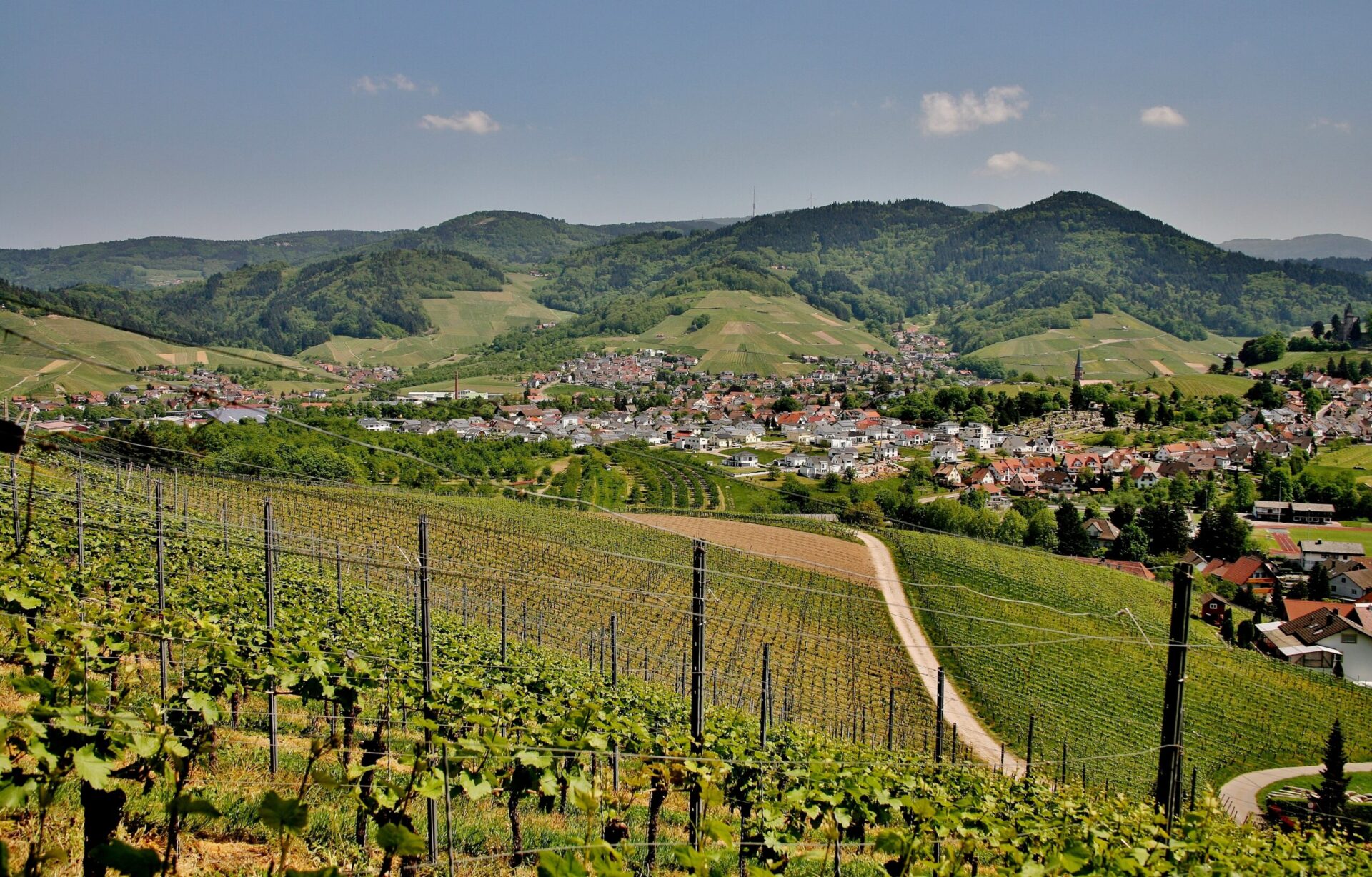 photo du vignoble alsacien