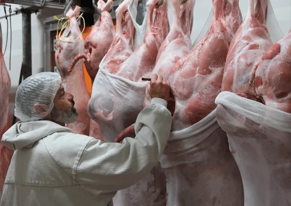 boucher qui vérifie les carcasses de porc pour la découpe