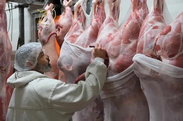 boucher qui vérifie les carcasses de porc pour la découpe