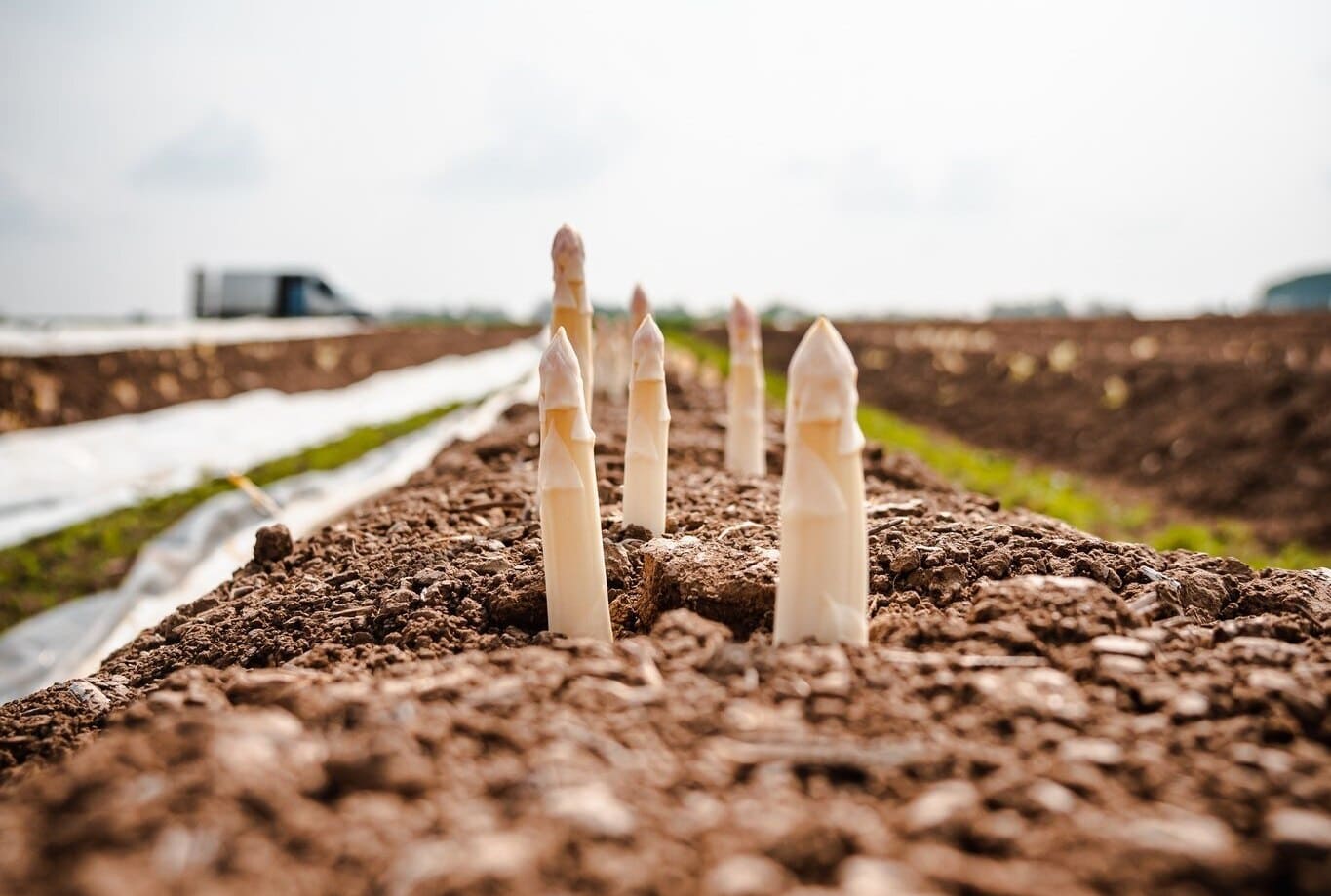 asperges blanches d'alsace dans le champs