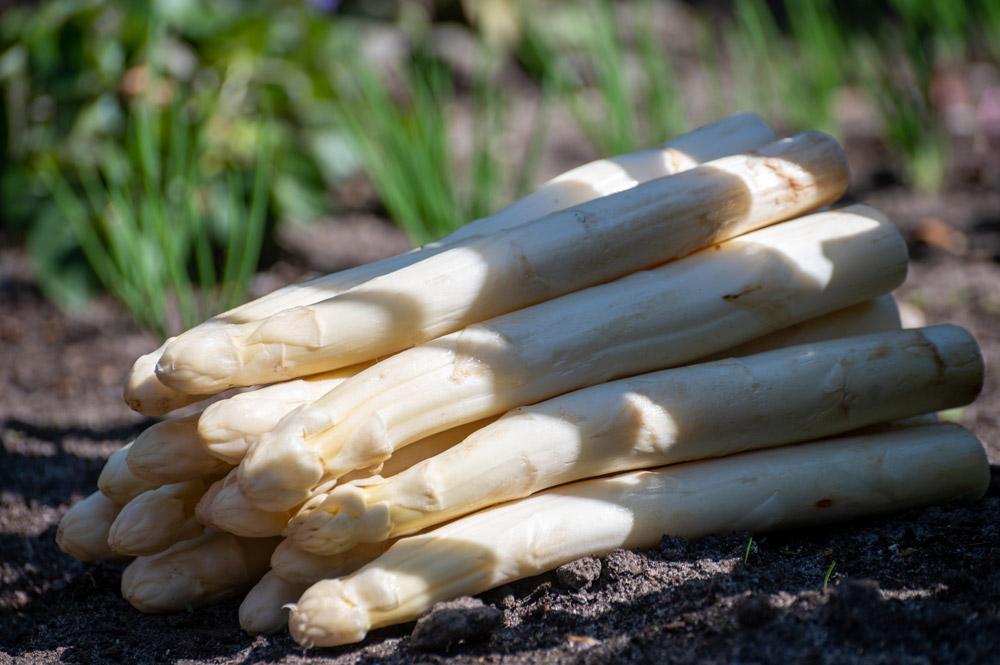 botte asperges blanches