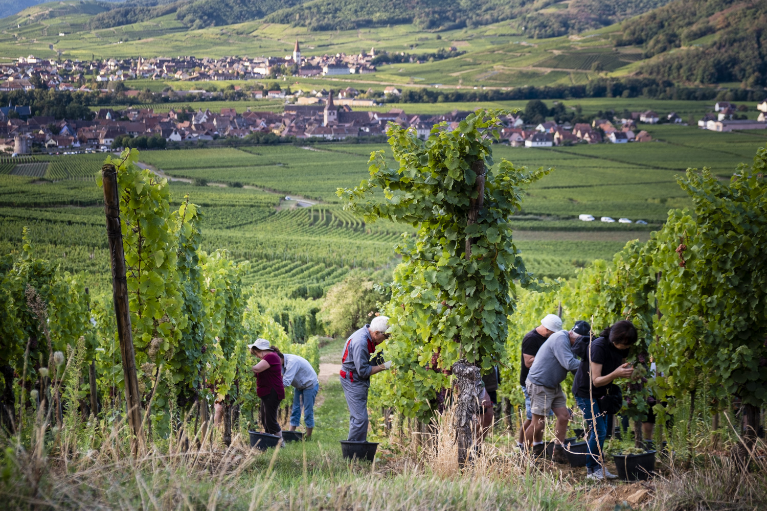 domaine meyer krumb vignes