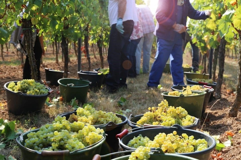 vendanges