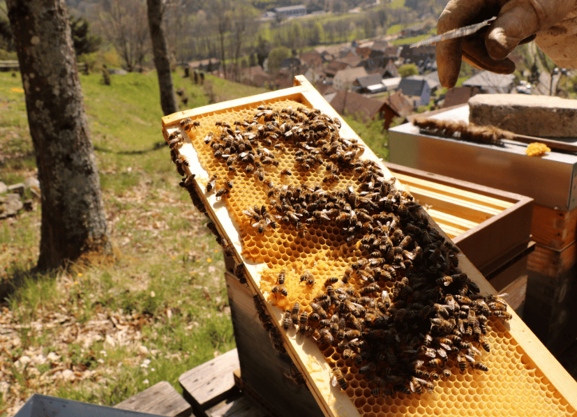 Miel de Châtaignier d'Alsace IGP - Apiculture Trudersheim