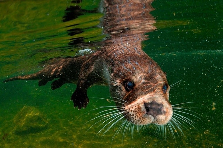 loutre entrain de nager