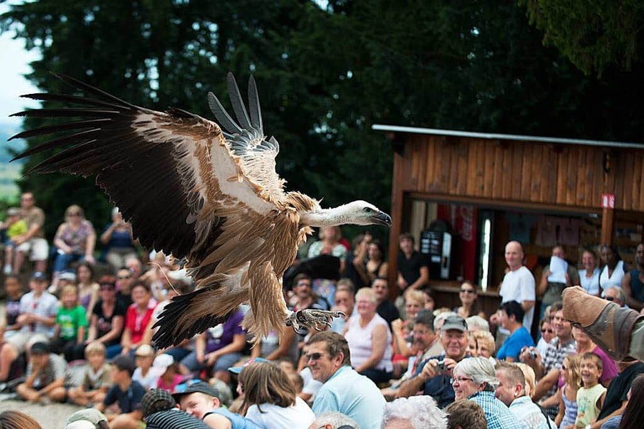 spectacle aérien d'aigles