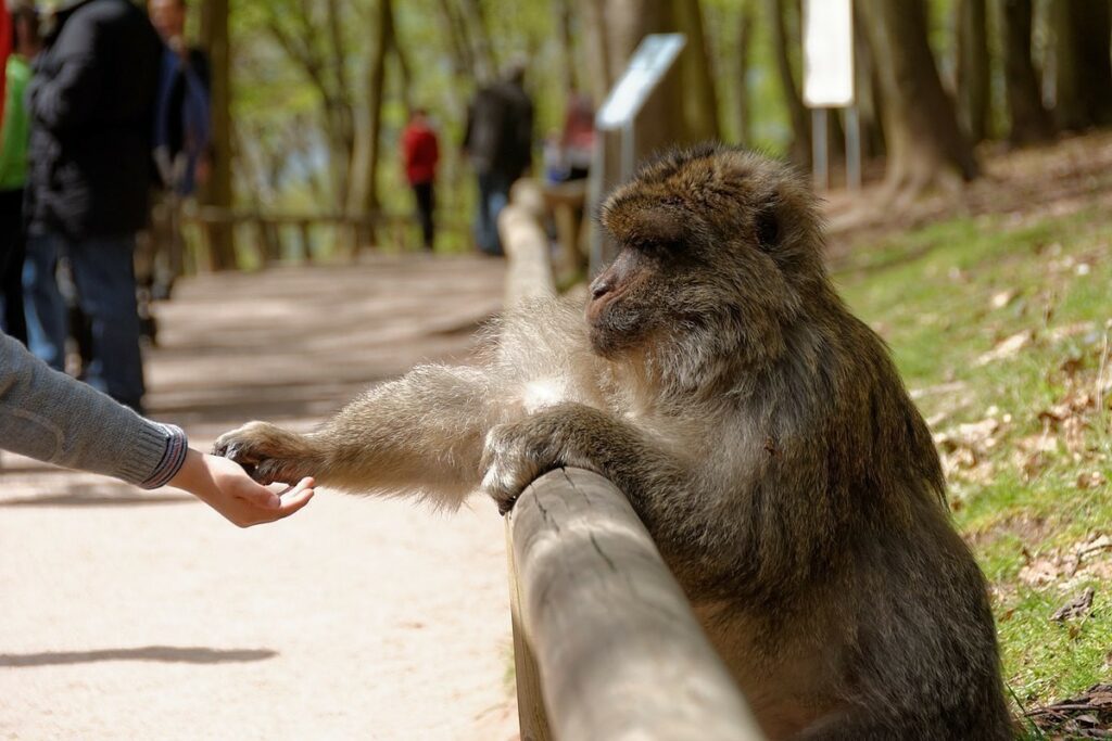 singe entrain de manger