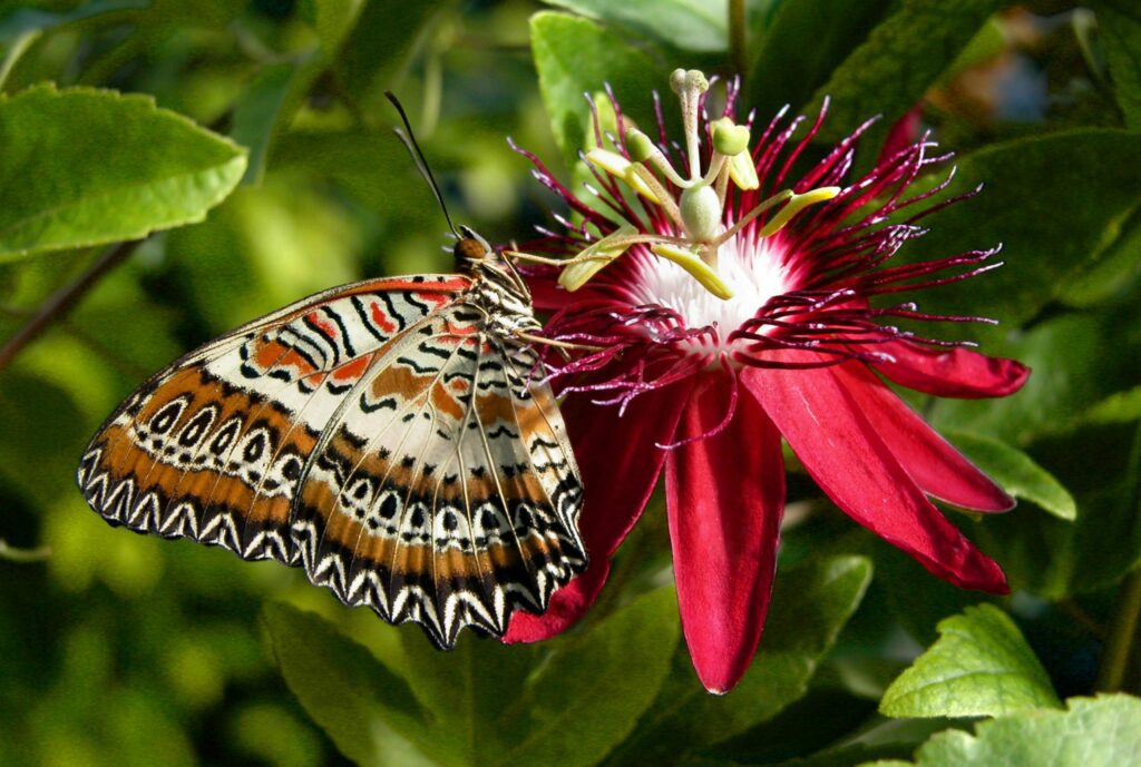 papillon de couleur rouge